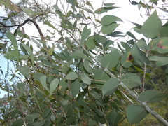 Eucalyptus nortonii