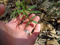 Desmodium sessilifolium