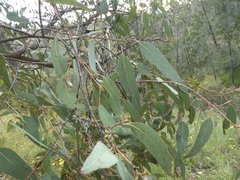 Eucalyptus nortonii