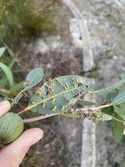 Apiomorpha maliformis