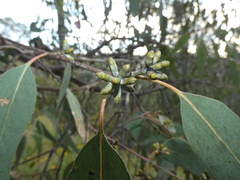 Eucalyptus nortonii
