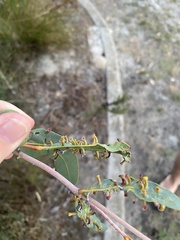 Apiomorpha maliformis