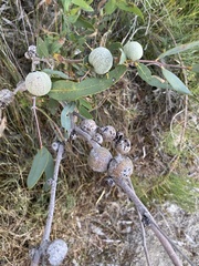 Apiomorpha maliformis
