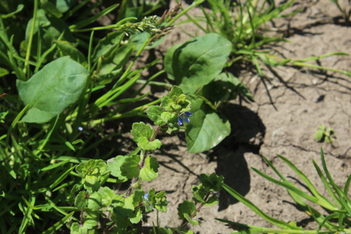 Image of Veronica opaca by (c) Dmitriy Bochkov, some rights reserved (CC BY)