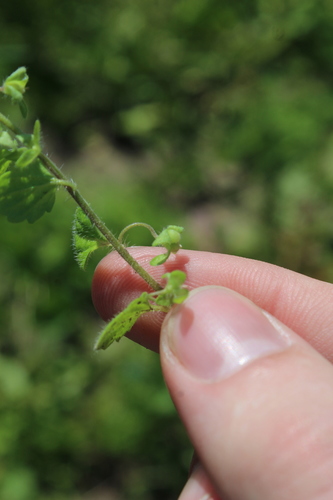 Image of Veronica opaca by (c) Dmitriy Bochkov, some rights reserved (CC BY)
