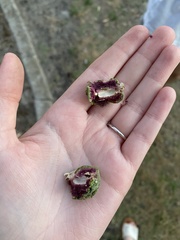 Apiomorpha maliformis