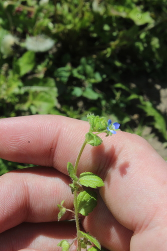 Image of Veronica opaca by (c) Dmitriy Bochkov, some rights reserved (CC BY)