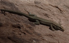 Phoenicolacerta kulzeri petraea