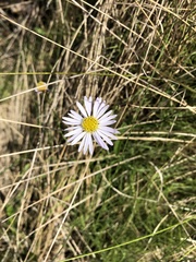 Brachyscome graminea