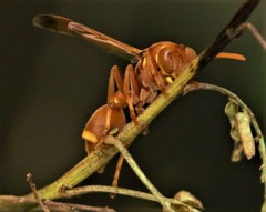 Ropalidia marginata marginata