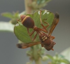Ropalidia marginata marginata