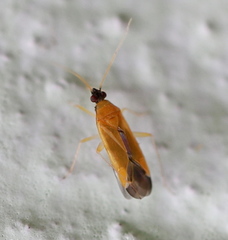 Phylus melanocephalus