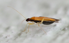 Phylus melanocephalus