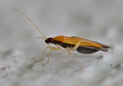 Phylus melanocephalus