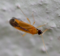 Phylus melanocephalus