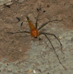 Oxyopes birmanicus