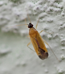 Phylus melanocephalus