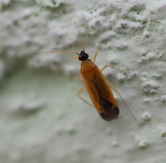 Phylus melanocephalus