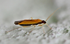 Phylus melanocephalus
