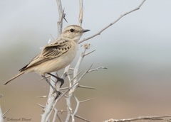 Saxicola macrorhynchus