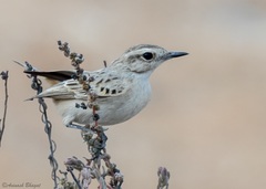 Saxicola macrorhynchus