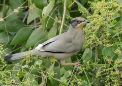 Hypocolius ampelinus