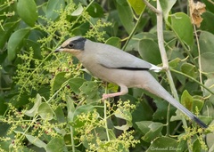 Hypocolius ampelinus