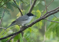 Curruca crassirostris