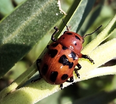 Euryope terminalis