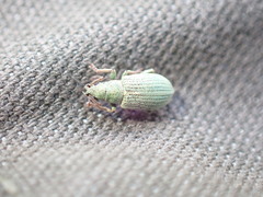 Phyllobius virideaeris