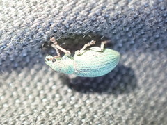 Phyllobius virideaeris