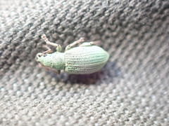 Phyllobius virideaeris