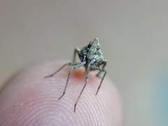 Orgerius