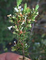 Leucopogon collinus