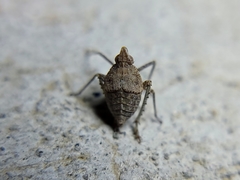 Orgerius