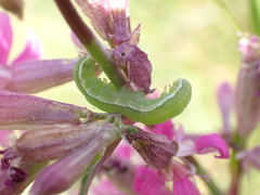 Orthosia gothica