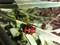 Euryope terminalis