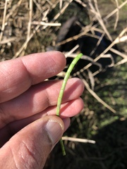 Lilaeopsis polyantha