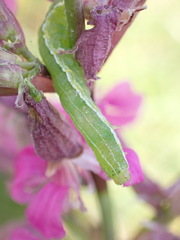 Orthosia gothica