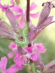 Orthosia gothica