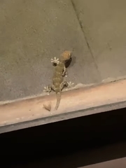 Gekko gecko