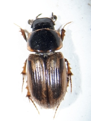 Melinopterus sphacelatus