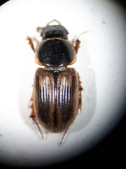 Melinopterus sphacelatus