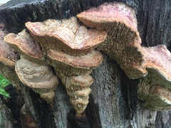 Daedalea quercina