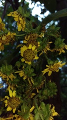 Smallanthus pyramidalis