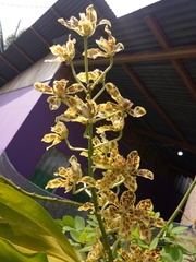 Grammatophyllum scriptum