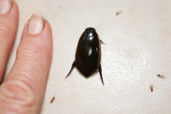 Cybister tripunctatus