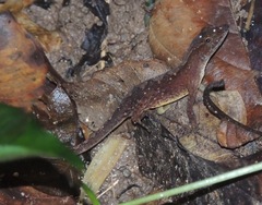 Anolis tropidonotus