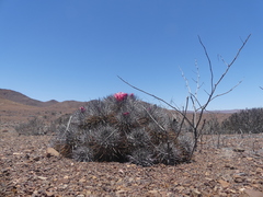 Copiapoa desertorum