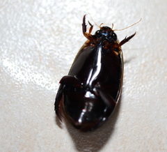 Cybister tripunctatus